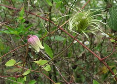 Clematis reticulata