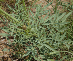 Dalea cylindriceps