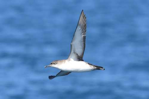 Puffin yelkouan