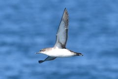 Yelkouan Shearwater photo 4