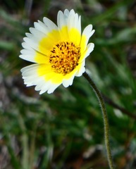 Layia gaillardioides