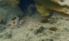 Prionurus microlepidotus