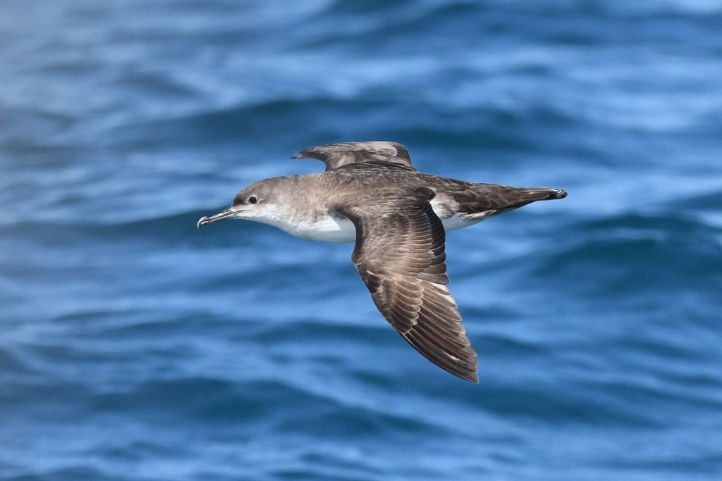 Yelkouan Shearwater (Puffinus yelkouan)