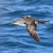 Yelkouan Shearwater - Photo (c) Julien Renoult, some rights reserved (CC BY), uploaded by Julien Renoult