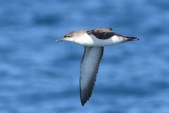 Yelkouan Shearwater photo 3
