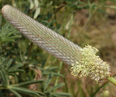 Dalea cylindriceps