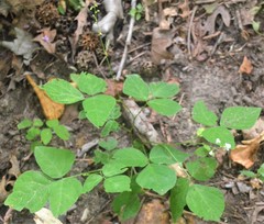 Hylodesmum pauciflorum