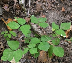 Hylodesmum pauciflorum