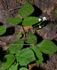 Hylodesmum pauciflorum