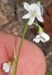 Hylodesmum pauciflorum