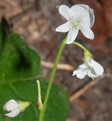 Hylodesmum pauciflorum