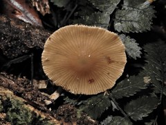 Pholiotina gracilenta