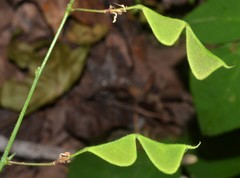 Hylodesmum pauciflorum