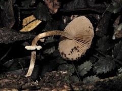 Pholiotina gracilenta