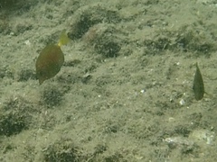 Prionurus microlepidotus