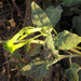 Chilean Tobacco - Photo (c) Dick Culbert, some rights reserved (CC BY)