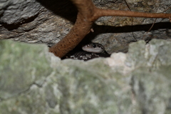 Pseudelaphe phaescens