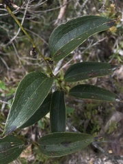 Smilax domingensis