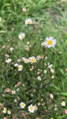 Symphyotrichum subulatum