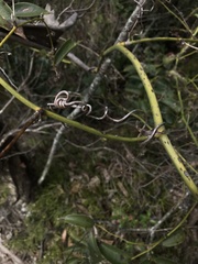 Smilax domingensis