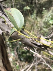 Smilax domingensis