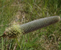 Dalea cylindriceps