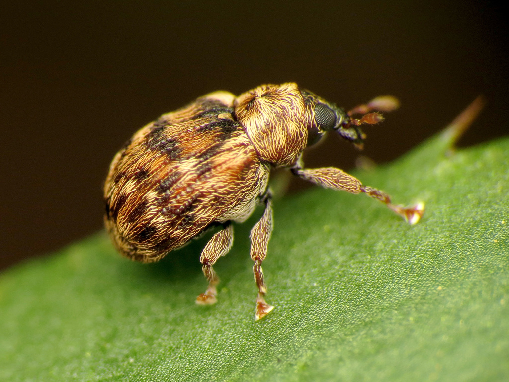 Piazorhinus pictus