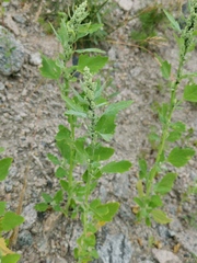 Chenopodium album