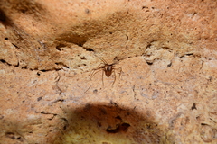 Loxosceles yucatana