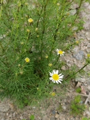 Tripleurospermum inodorum
