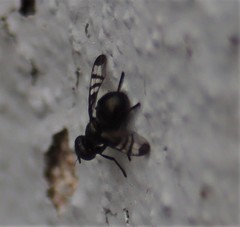 Rivellia syngenesiae