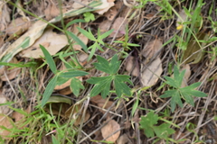 Ranunculus occidentalis