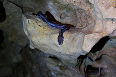 Pseudelaphe phaescens