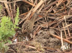 Rallus tenuirostris