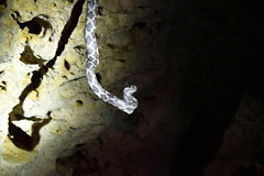 Pseudelaphe phaescens