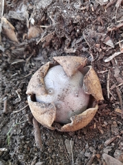 Myriostoma australianum