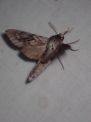 Lapara bombycoides