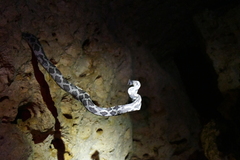 Pseudelaphe phaescens