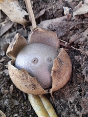 Myriostoma australianum