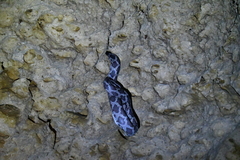 Pseudelaphe phaescens