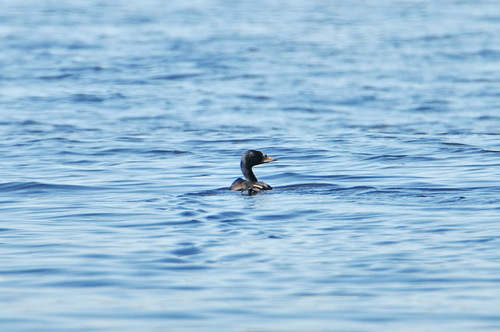 Negrón común (Melanitta nigra)