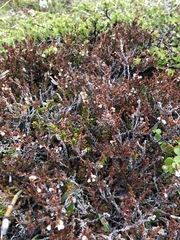 Cassiope tetragona