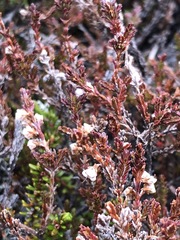 Cassiope tetragona