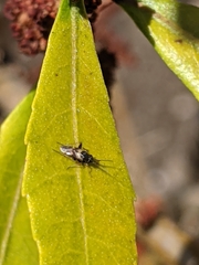 Spanagonicus albofasciatus