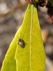 Spanagonicus albofasciatus