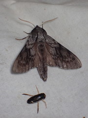 Lapara bombycoides