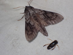 Lapara bombycoides