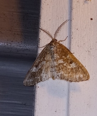 Perizoma alchemillata