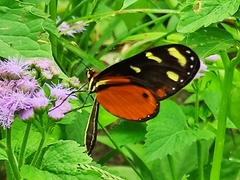 Mechanitis polymnia isthmia