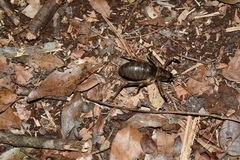 Nesoecia nigrispina